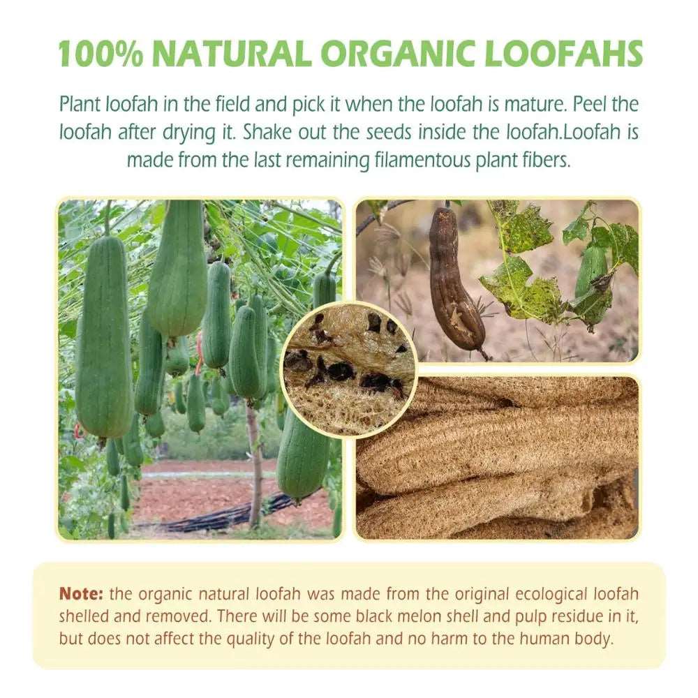 An image showcasing the natural texture and eco-friendly properties of the organic loofah body scrubber.